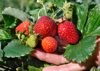 Cultivando Morangos em Vasos