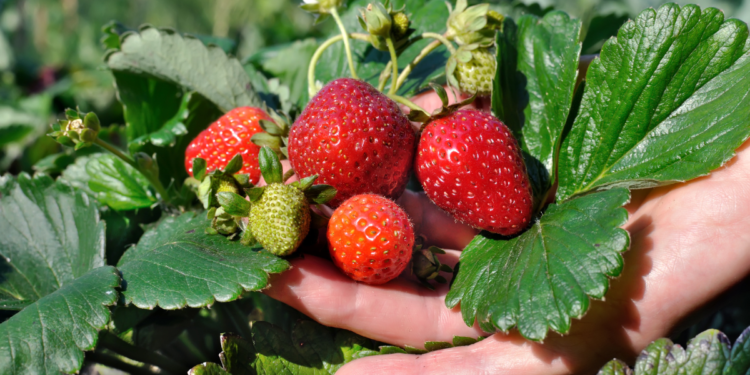 Cultivando Morangos em Vasos