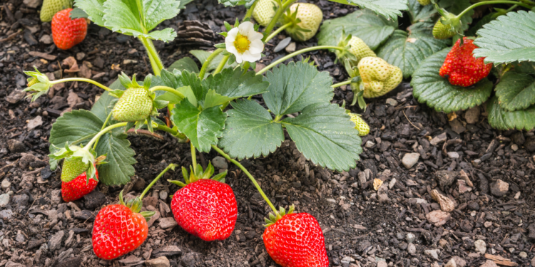 Como Germinar Morangos Rápido em Casa a Partir da Semente