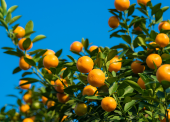 Como Plantar Árvores Frutíferas no Chão: Guia Passo a Passo Como Plantar Árvores Frutíferas no Chão Guia Passo a Passo