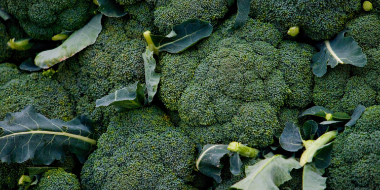 Como Plantar Brócolis na Sua Horta: Um Guia Passo a Passo Como Plantar Brócolis na Sua Horta Um Guia Passo a Passo