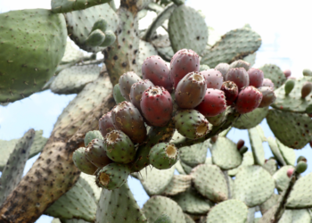 Nopal em Vasos: Como Cultivar Como Cultivar Nopal em Vasos