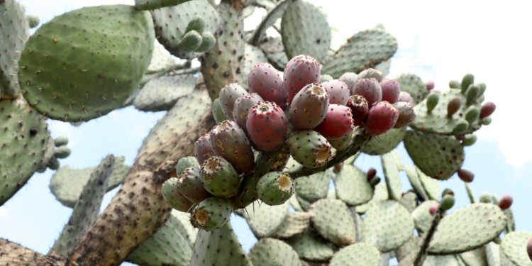 Nopal em Vasos: Como Cultivar Como Cultivar Nopal em Vasos