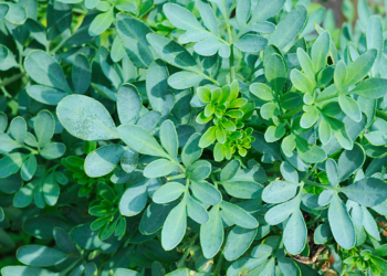 Como Plantar Arruda em Casa