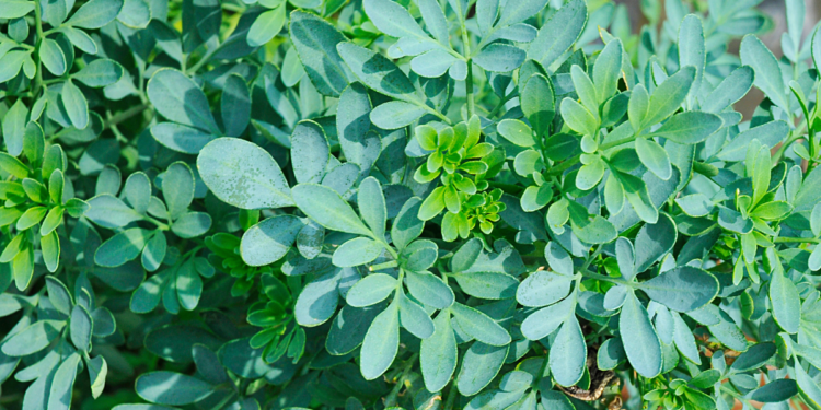 Como Plantar Arruda em Casa