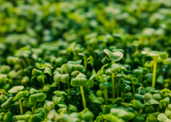 Como Plantar Agrião: Descubra os Segredos para Cultivar Essa Planta! Como Plantar Agrião: Descubra os Segredos para Cultivar Essa Planta!