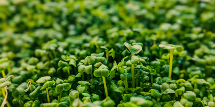 Como Plantar Agrião: Descubra os Segredos para Cultivar Essa Planta!