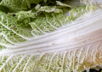 Como Plantar Acelgas Passo a Passo