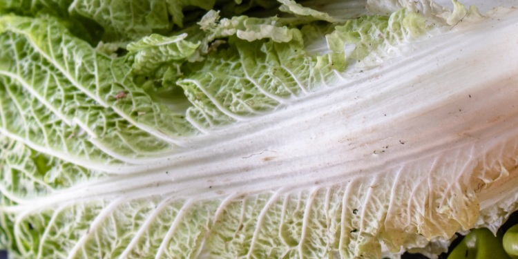 Como Plantar Acelgas Passo a Passo Como Plantar Acelgas Passo a Passo