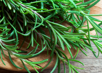 Como Plantar Alecrim em Casa Corretamente