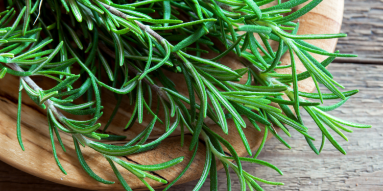 Como Plantar Alecrim em Casa Corretamente Como Plantar Alecrim em Casa Corretamente