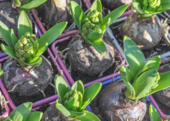 Como Plantar Bulbos em Vasos
