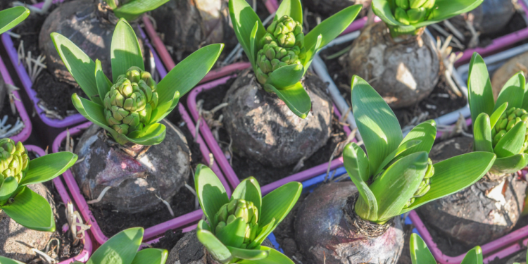 Como Plantar Bulbos em Vasos Como Plantar Bulbos em Vasos
