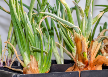 Como Plantar Cebolas no Horto Como Plantar Cebolas no Horto