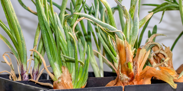 Como Plantar Cebolas no Horto