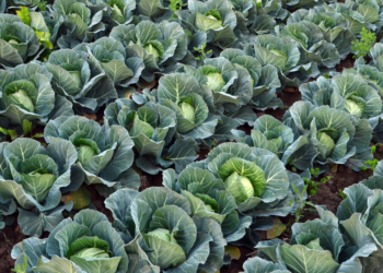Como Plantar Couve e Como Ganhar Dinheiro Com as Plantações