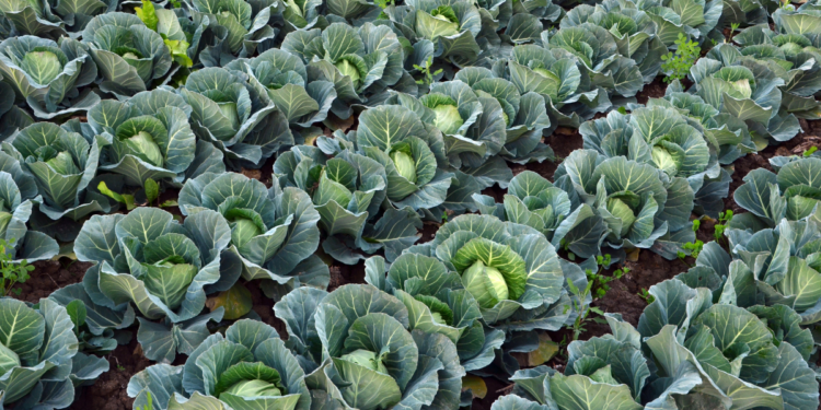 Como Plantar Couve e Como Ganhar Dinheiro Com as Plantações