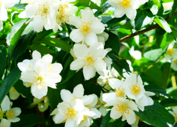 Como Plantar Estacas de Jasmim: Descubra o Segredo! Como Plantar Estacas de Jasmim: Descubra o Segredo!