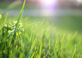 Grama: Aprenda como Plantar