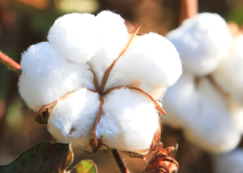 Como Plantar Lentes de Algodão