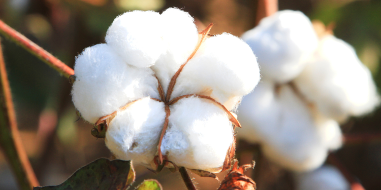 Lentes de Algodão: Como Plantar Como Plantar Lentes de Algodão