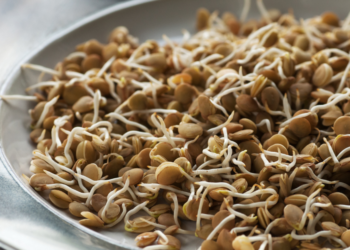 Lentilhas: Aprenda Como Plantar