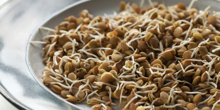 Lentilhas: Aprenda Como Plantar Lentilhas: Aprenda Como Plantar