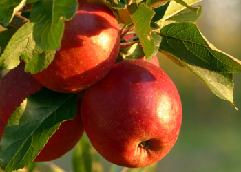 Como Plantar Maçã: Técnica para Germinação