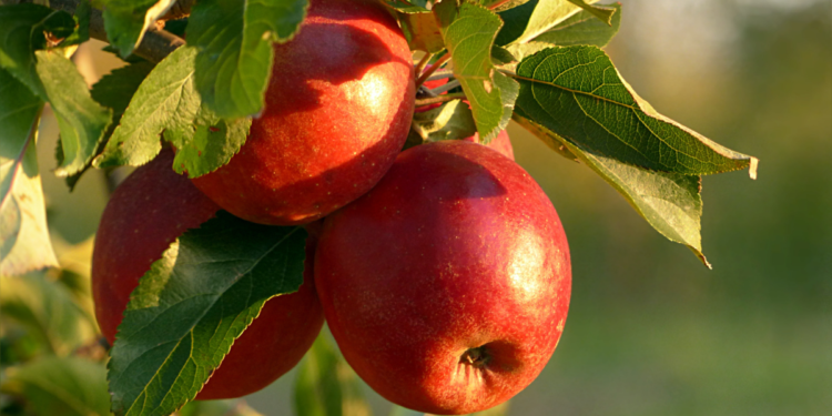 Como Plantar Maçã: Técnica para Germinação Como Plantar Maçã: Técnica para Germinação
