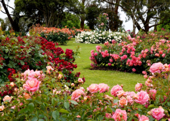 Como Plantar Rosas: Descubra Dicas e Truques