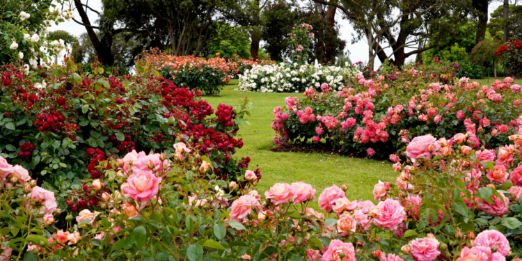 Como Plantar Rosas: Descubra Dicas e Truques