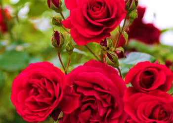 Como Plantar Rosas Sem Raiz: Reprodução Super Fácil