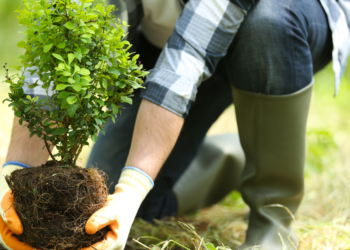 Como Plantar Uma Árvore Para Que Cresça Três Vezes Mais Rápido?