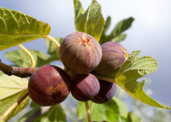 Figueira: Como Plantar