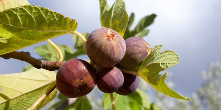 Figueira: Como Plantar Figueira: Como Plantar