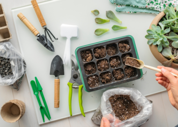 Horta para Iniciantes: 10 Dicas mais Importantes para Começar do Zero Horta para Iniciantes: 10 Dicas mais Importantes para Começar do Zero