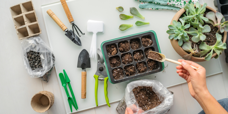 Horta para Iniciantes: 10 Dicas mais Importantes para Começar do Zero